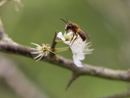 Door het kiezen van de juiste gebiedeigen beplanting wordt de natuur geholpen en draagt u bij aan een bijvriendelijke gemeente.