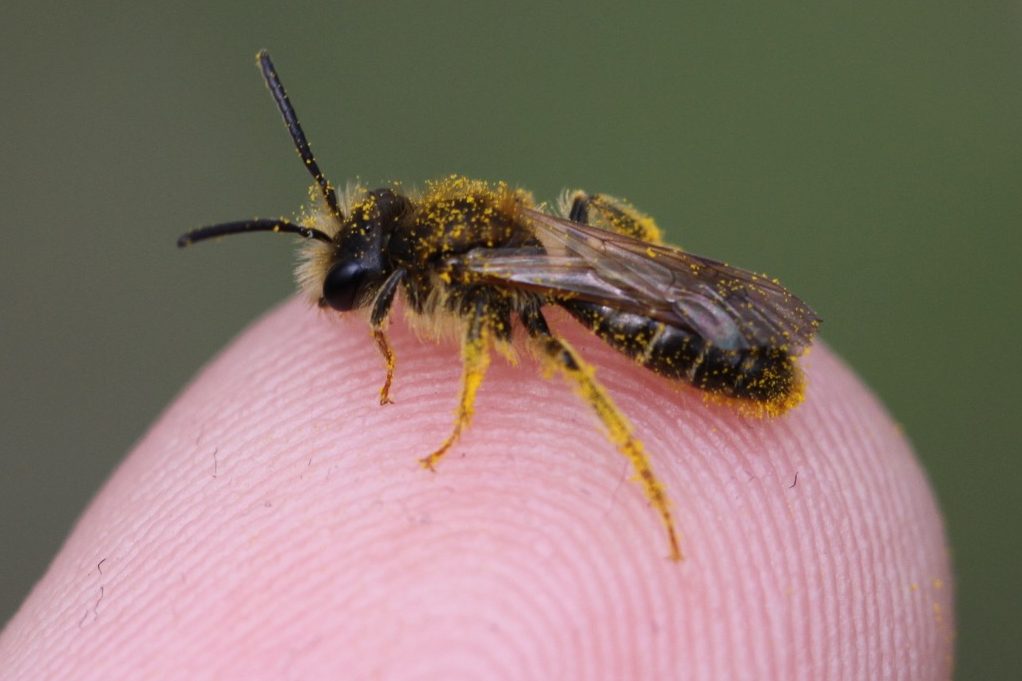 Wilde bijen zijn afhankelijk van een ecologische leefomgeving met veel inheemse planten en biodiversiteit. Uw tuin kan dit leefgebied zijn!