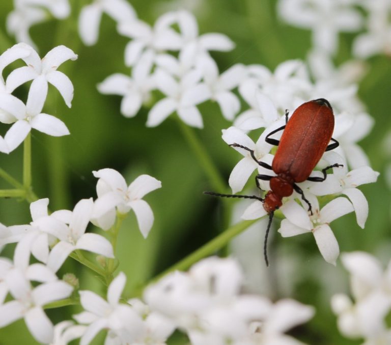 Behalve bijen en vlinders zijn er nog zoveel andere insecten en dieren die leven in een ecologische en bloemrijke tuin. 