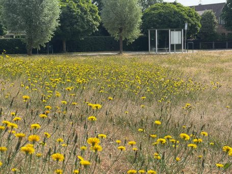 Elementen zoals ecologisch beheert en kruidenrijk gras is een eenvoudige manier om meer biodiversiteit op een bedrijventerrein te maken. 