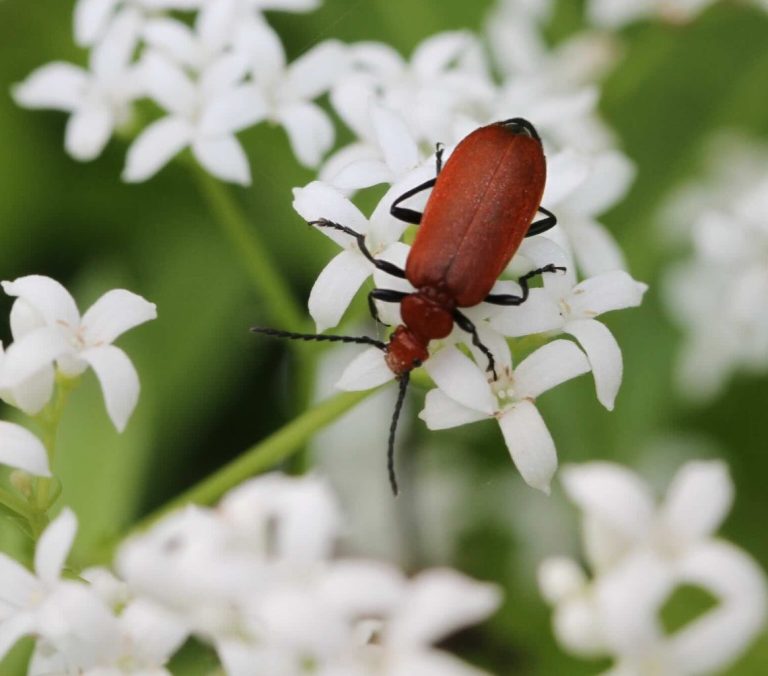 Behalve bijen en vlinders zijn er nog zoveel andere insecten en dieren die leven in een bijvriendelijke en bloemrijke tuin. 