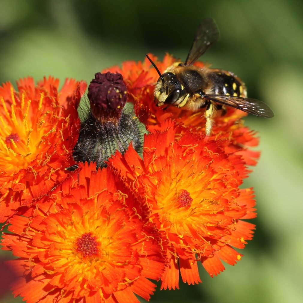 Inheemse bloemen, maar ook andere dracht- en waardplanten bieden voedsel voor wilde bijen en andere bestuivers. Kies voor Beewilding tuinen 