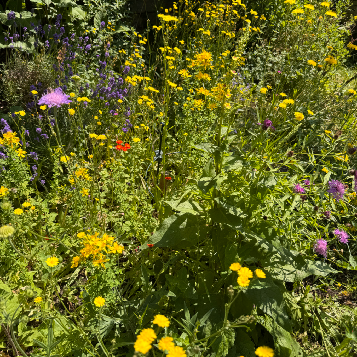 Zomerbeeld van een bloemenborder vol met diverse inheemse dracht- en waardplanten. Een aantrekkelijke tuin voor bijen. vlinders en vogels. 