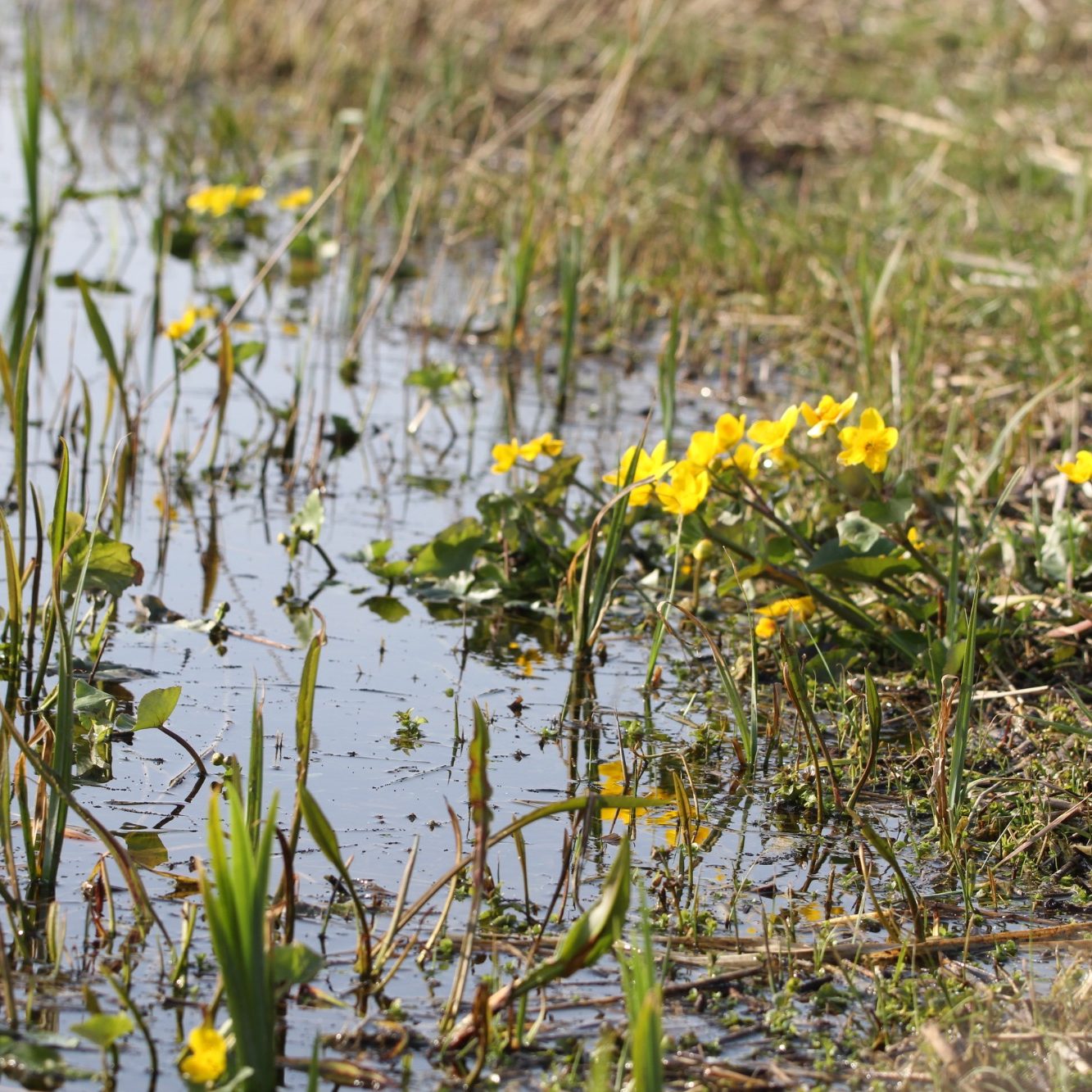 Een natuurvriendelijke over is een ecologisch interessant landschapselement voor vele flora en fauna.
