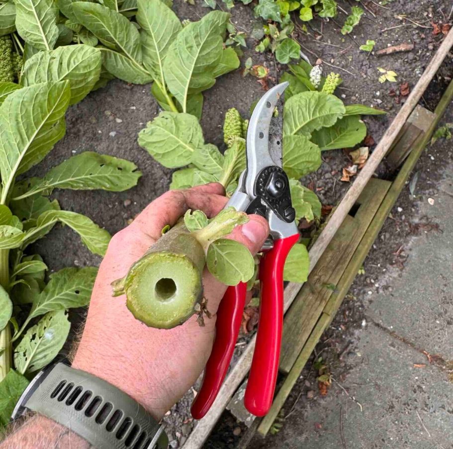 Beewilding geeft tuinadvies in Noord-Holland op locatie en door heel Nederland op afstand. Meer bloemen, natuur en schaduw in jouw tuin!