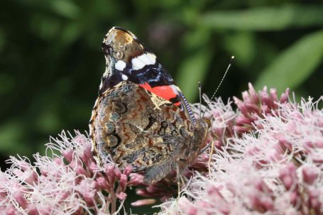 In bijvriendelijke tuinen van beewilding zijn altijd vlinders te vinden die aangetrokken worden door de diversiteit aan inheemse planten