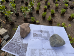 Beewilding maakt concrete en uitvoerbare beplantingsplannen die door jou of een hovenier aangeplant kunnen worden.