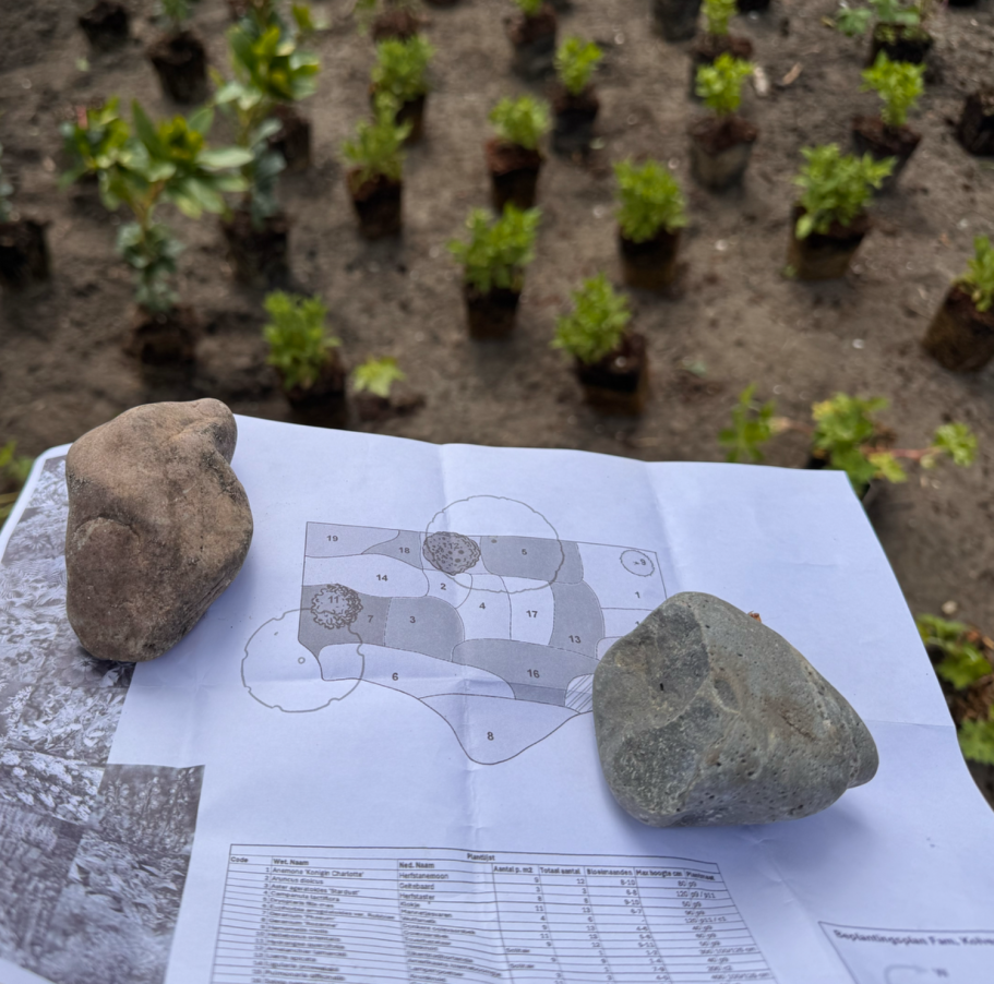 Beplantingsplan Noord-Holland gemaakt voor een ecologische achtertuin, waarin veel inheemse planten komen voor meer biodiversiteit,
