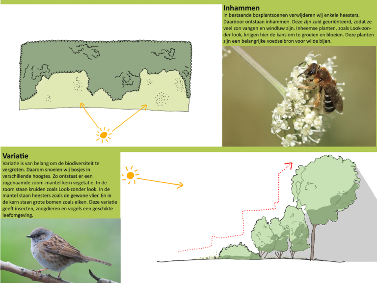 Beewilding helpt uw organisatie met het maken van ecologische beheerplannen, snoeiplannen, maaiplannen, beplantingsplannen en groenplannen.
