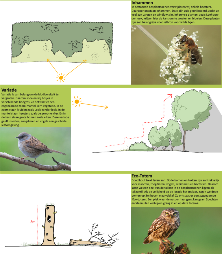 Beewilding maakt beheerplannen voor bosplantsoen, schoffelbeheer, maaibeheer en ander groenbeheer voor een bijvriendelijke gemeente.