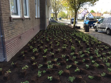 Vaste planten zijn op termijn goedkoper in onderhoud dan heesters en zijn vaak meer bijvriendelijk in openbaar groen. 