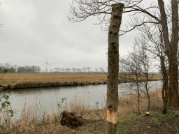 Doodhout is ontzettend belangrijk voor veel flora en fauna, dus maakt Beewilding snoeiplannen waarin dit gestimuleerd wordt.
