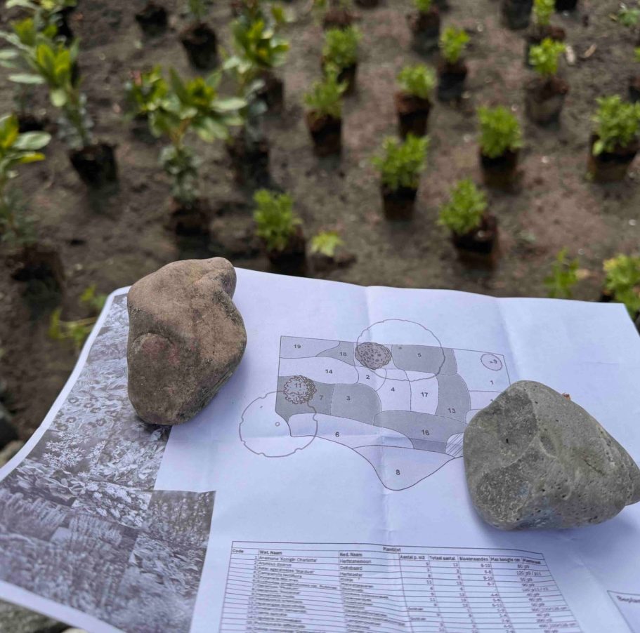 Een bijvriendelijk beplantingsplan met bloeiende- en inheemse planten voor een tuin vol bijen en vlinders. 