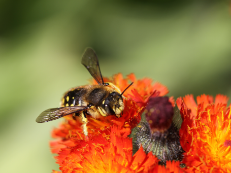 Een wilde bij: grote wolbij foerageert in ecologische tuin op inheemse bloemen. Dit is het resultaat van Beewilding.