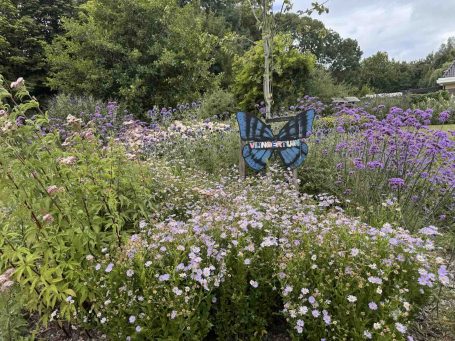 Beewilding heeft voor de vlindertuin in Winkel Noord-Holland een biodivers beplantingsplan gemaakt met veel nectarplanten