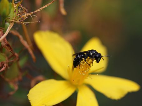 Dieren zoals insecten kunnen eenvoudig met meer bloemen en inheemse planten worden geholpen op bedrijventerreinen.