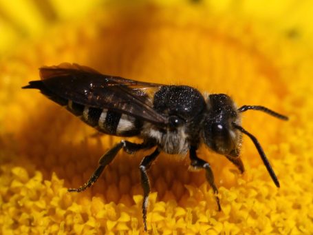 Wilde bijen maken dankbaar gebruik van een biodiverse en ecologische tuin vol inheemse planten, bloemen en andere elementen.