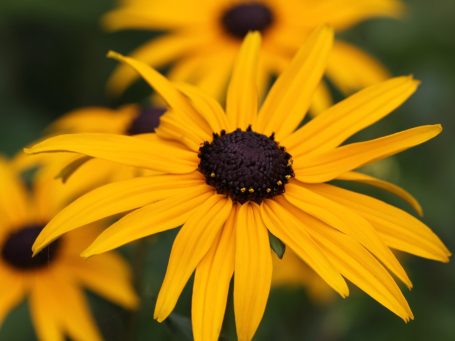 Bloeiende vaste planten zijn niet alleen mooi, maar ook bijvriendelijk en dragen bij aan de biodiversiteit in jouw gemeente.