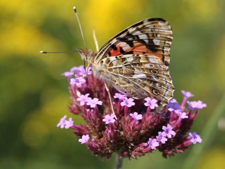Met biologische en duurzame vaste plantenborders helpt u insecten te floreren in uw gemeente of landschap.