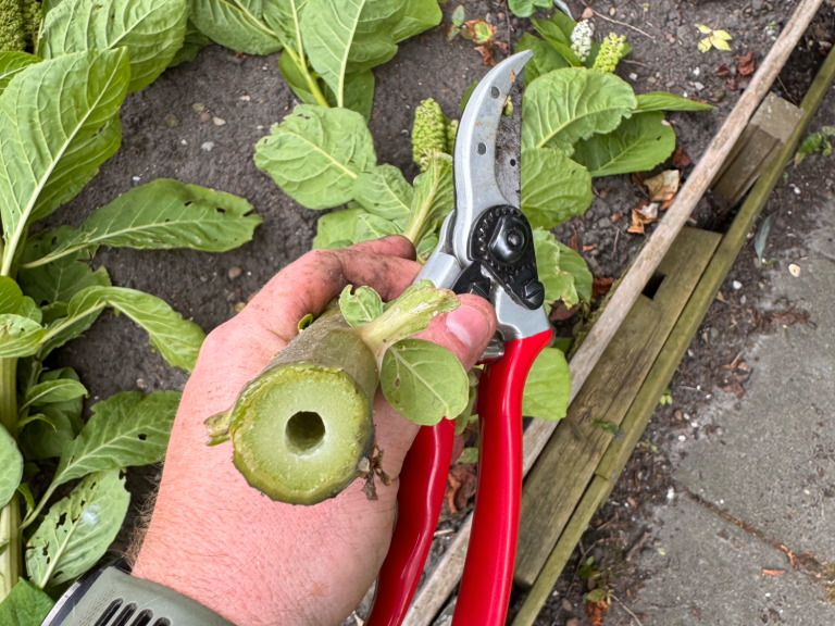 Met persoonlijk tuinadvies op locatie of op afstand help ik uw tuin te vergroenen en meer natuur naar uw tuin te lokken.