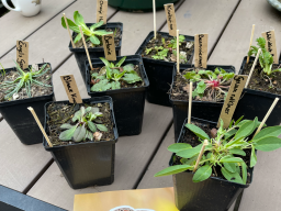 Beewilding geeft jou graag groenadvies en denkt mee over wat voor planten jij het beste kunt planten in jou tuin.