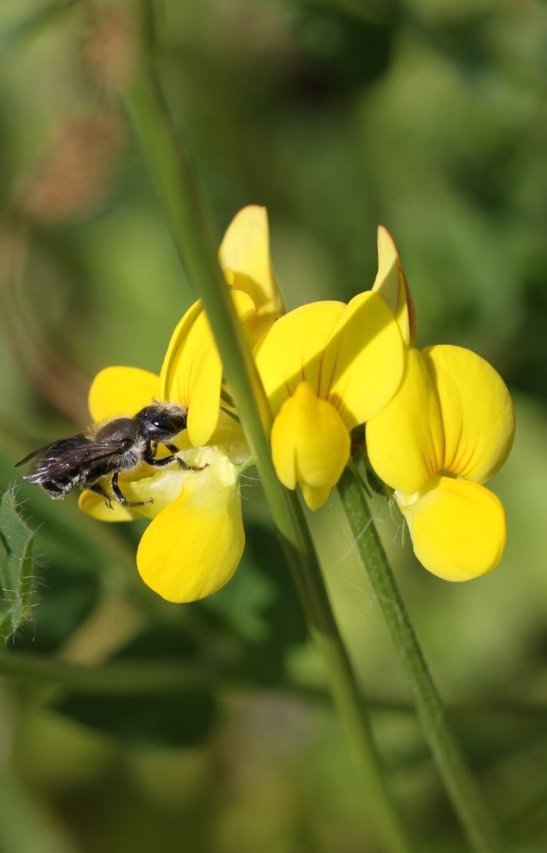 Beewilding heeft ook aandacht voor standaard inheemse planten die mensen soms onkruid vinden. Dit zijn vaak dracht- en waardplanten.
