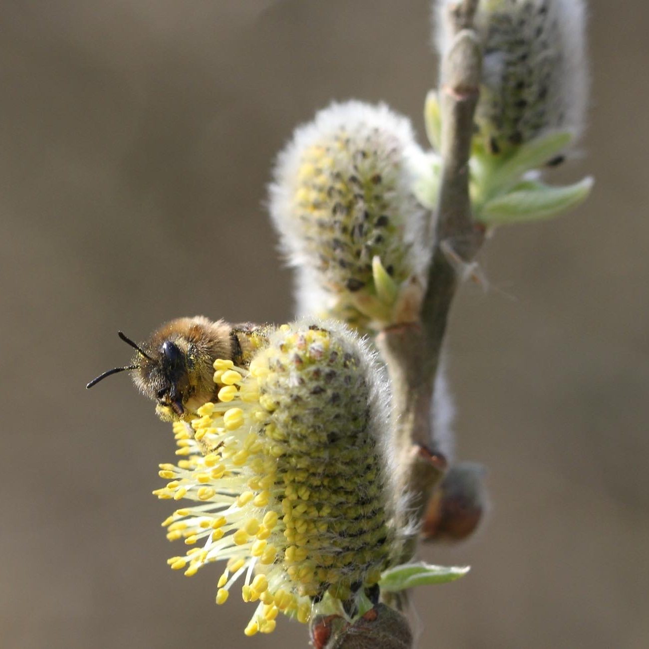 Sommige insecten zijn volledig afhankelijk van een bepaalde plant zoals wilgen. Beewilding onderzoekt altijd Wat de natuur nodig heeft.