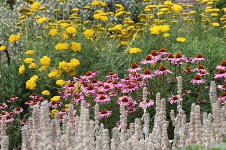 Beewilding ontwerp tuinen, parken, en landschap met bloeiende bijvriendelijke beplanting. Zo is het aantrekkelijk voor mens en natuur.