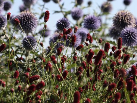 Beewilding maakt tuinontwerpen en beplantingsplannen met vaste planten en inheemse planten voor meer natuur zoals vogels in de tuin.