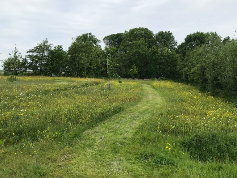 Beewilding begeleid ecologisch bermbeheer, maakt ecologische maaiplannen, ecologische snoeiplannen en andere beheerplannen voor groen.