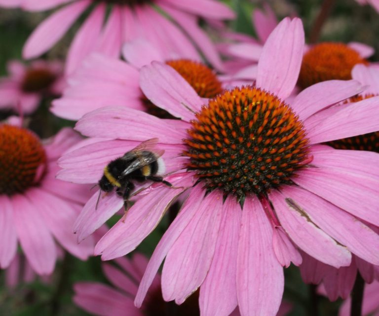 Beewilding helpt je met het wilder en biodiverser maken van jouw tuin en omgeving. Met tuinplannen tot beleidsplannen voor wilde bijen.