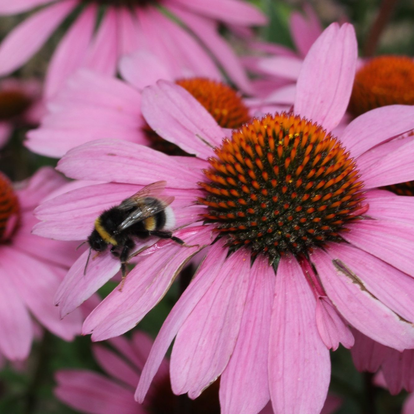 Gemeenteperken zijn vaak zielloos en monotoon. Beewilding ontwerp levendige en bijvriendelijke beplantingen voor gemeenten.