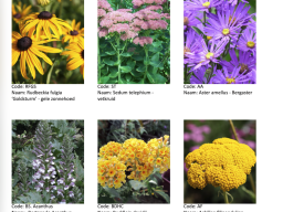 Wilde planten, inheemse planten, dracht- en waardplanten? Beewilding helpt met een mooi beplantingsplan voor jouw tuinontwerp.