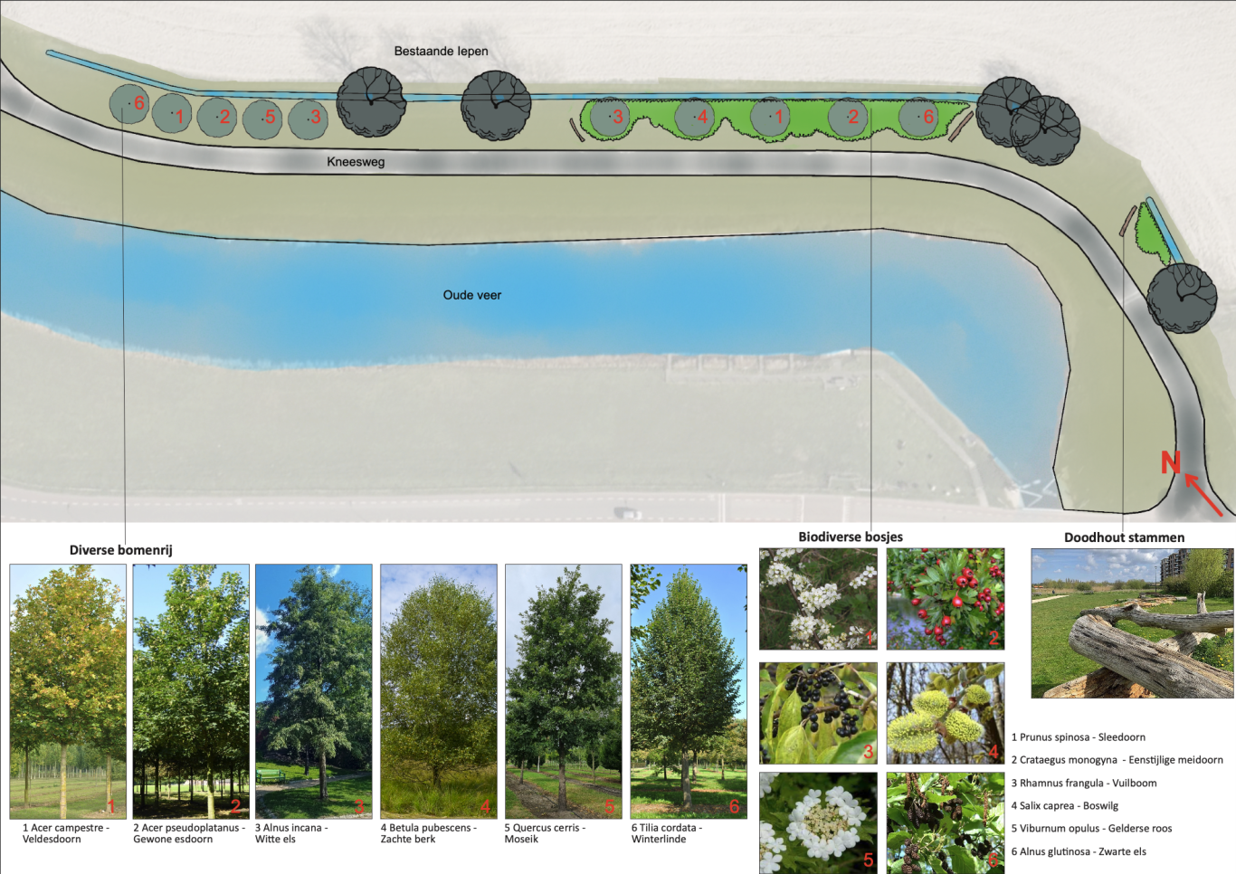 Voor gemeenten en andere organisaties maak ik beplantingsplannen, landschapsplannen en andere plannen voor meer biodiversiteit.