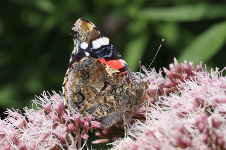 Een vlindervriendelijke tuin is een bijvriendelijke tuin, dus vlinders komen altijd voor in een Beewilding ecologische tuin.