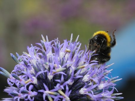 Vaste planten in openbaar groen zorgen voor een lange bloeiboog en dragen daarom bij aan de biodiversiteit. Ook wordt dit gewaardeerd mensen