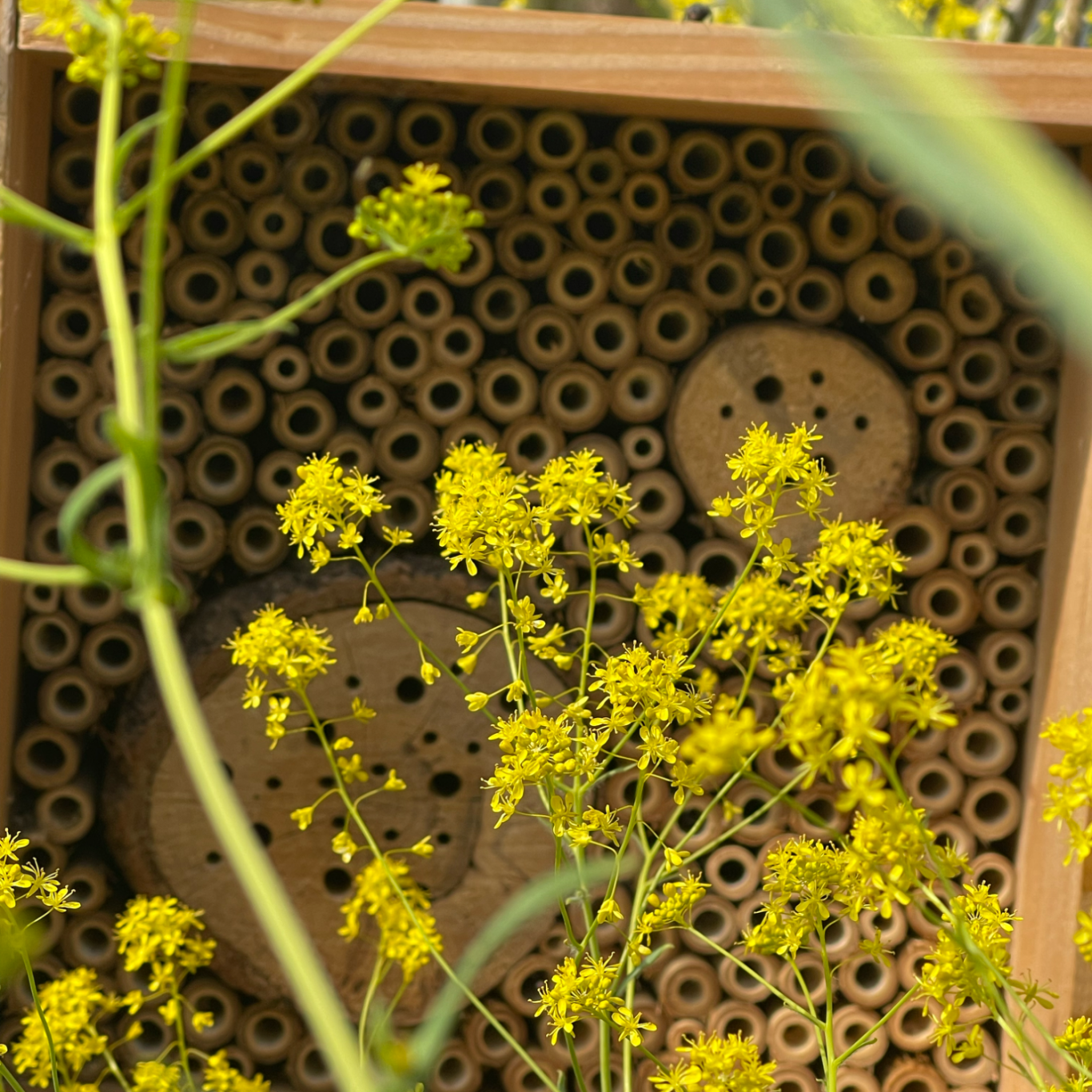Met Beewilding tuin en landschap helpt u wilde bijen en andere bestuivers hun volledige leefomgeving te verbeteren voor een sterke populatie