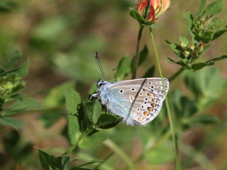 Een biodiverse beplanting is voor Beewilding de basis voor natuurherstel in uw gemeente. Ik help met concrete plannen om dit te realiseren.