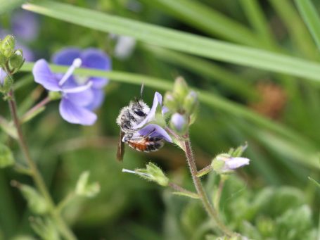 Anders beheren zoals ecologisch maaien zorgt ervoor dat er op termijn meer inheemse bloemen groeien. Beewilding adviseert graag voor bijen.