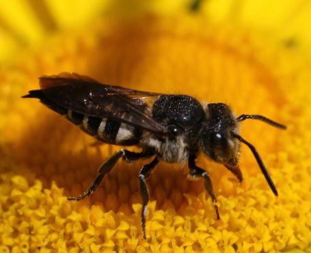 Met bloemrijke en inheemse planten ontwikkeld beewilding robuuste bijenhabitats.