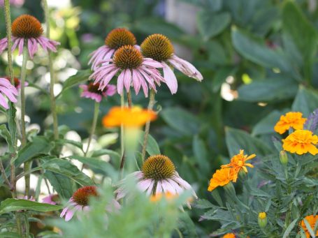 Beewilding ontwerp met veel verschillende planten in zijn beplantingsplannen. Standaard is dat de beplanting mooi is en natuurlijk.