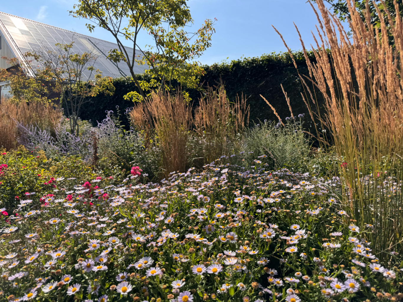 Een duurzame en ecologische bijenborder met jaarrond aantrekkelijke beplanting voor mens en dier. Biodiversiteit floreert hier.