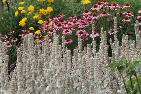 Een vaste planten border vol met bijvriendelijke en vlinderlokkende bloeiende vaste planten